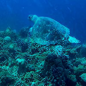 海龟不会游泳头像