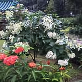 陈铭昕726头像