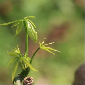 觅野之境头像