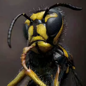 蜜蜂掌柜头像