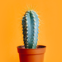 自由克里斯蒂4N6头像