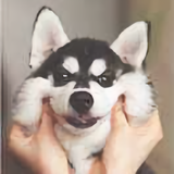 长大丶头像