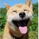 小陀螺头像