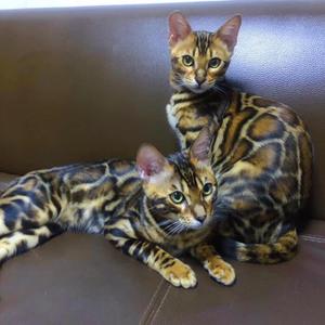 Jaguar孟加拉豹猫猫舍头像