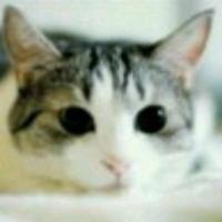 来自约伊兹的猫头像