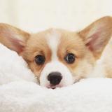 陌上花开可缓归矣790头像