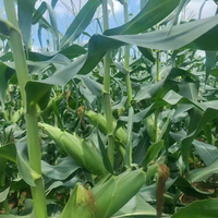 鑫佰源汽车头像