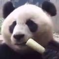 竹子终结者猫熊头像