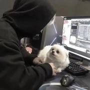 cnpll的个人资料头像