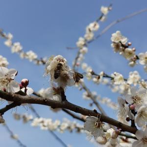 机灵小蜜蜂头像