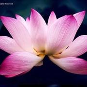 lihb的个人资料头像