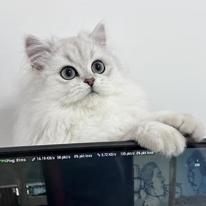 千喜是只猫头像