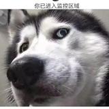 凌云壮志583头像
