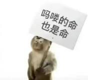 scpiter的个人资料头像