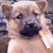 用户5299857000021的个人资料头像