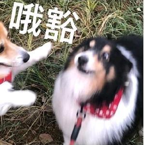 小羊的原生活头像