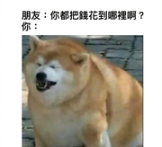 我滴大a啊的个人资料头像