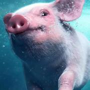 卧床在家的猪的个人资料头像
