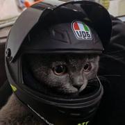 泰苦辣的个人资料头像