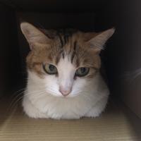 粉噗噗熊猫头像