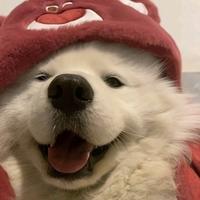 蜜汁猪蹄盖浇饭头像