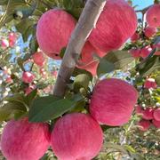 平平安安果的个人资料头像