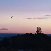 胡凤鸣的个人资料头像