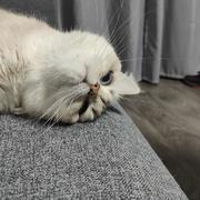 xingxingyoung的个人资料头像