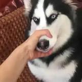 天堂的野猫头像