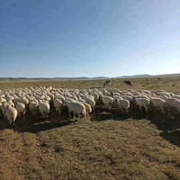 内蒙的女女头像