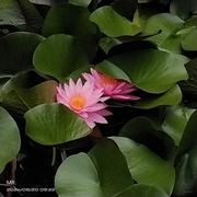 白白菜白菜的个人资料头像