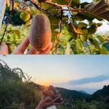 英明果断东土大唐头像