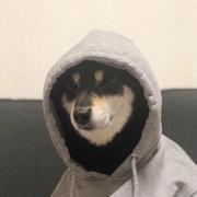 菜鸟100000001号的个人资料头像