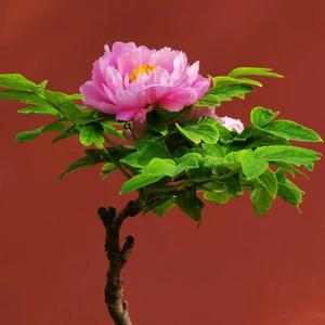 河南风彩头像