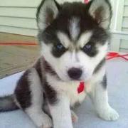 小男人O_o前后端的个人资料头像