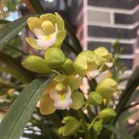 密法奇门文笑头像