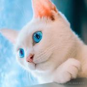 苏卿的个人资料头像