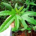 大燕飞向蔡头像