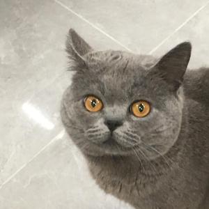 香蕉头像