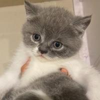 启辰异响哥头像