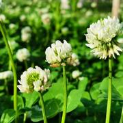 会飞的小猪936的个人资料头像