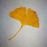 老派和他的小玩具头像