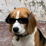 博学多才的烟袋斜街头像