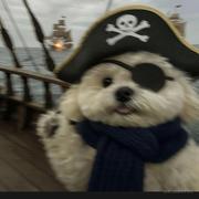 脆皮烤鹅的个人资料头像