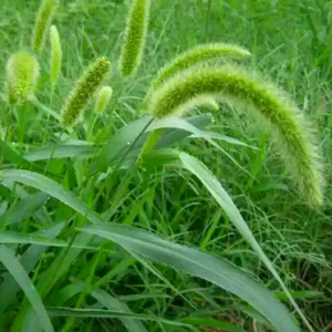 行云流水头像