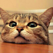 springhead的个人资料头像