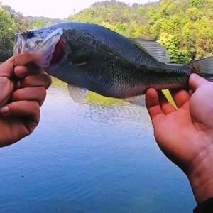 风哥爱钓鱼头像