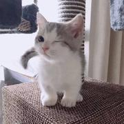 viho的个人资料头像