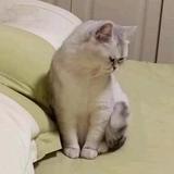 实话实说的老猫头像