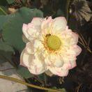 大禹的足迹的个人资料头像